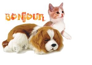 Gif animé bonjour chien et chat